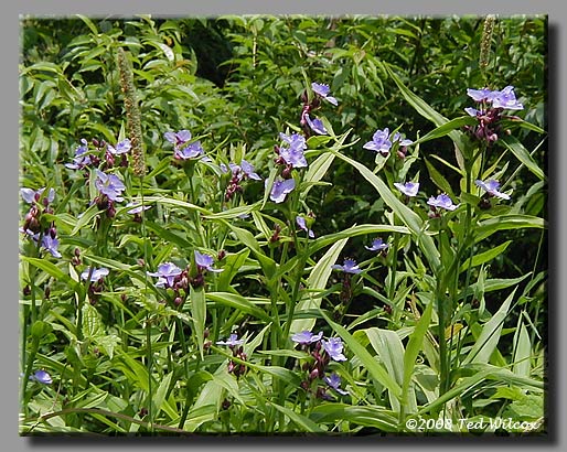 Spiderwort (Tradescantia ohiensis)