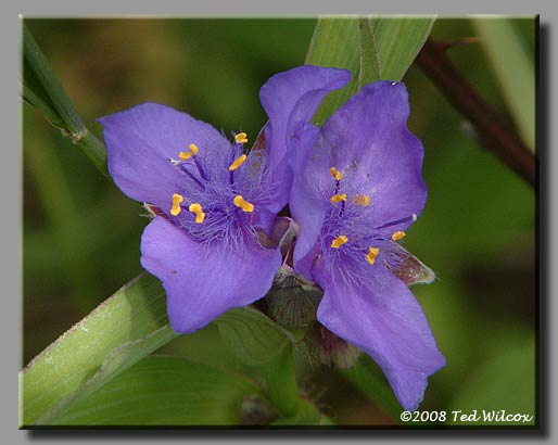 Spiderwort (Tradescantia ohiensis)