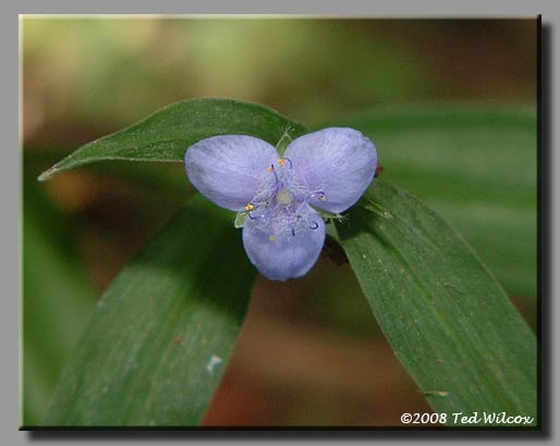 Spiderwort (Tradescantia ohiensis)