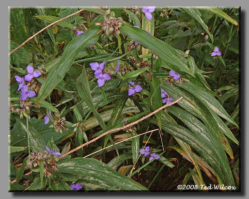 Spiderwort (Tradescantia ohiensis)