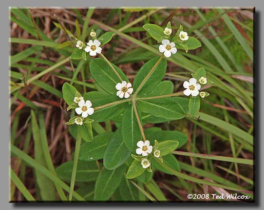 Flowering Spurge (Euphorbia corollata)