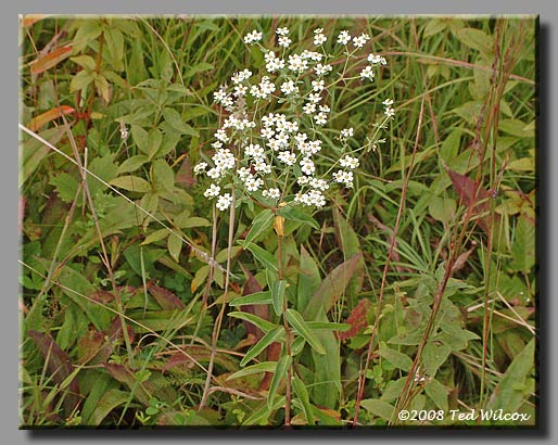 Flowering Spurge (Euphorbia corollata)