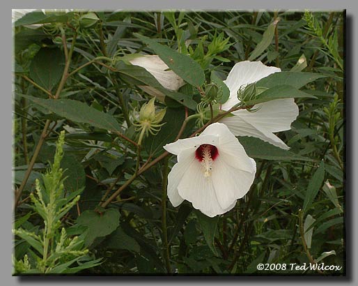 Swamp Rose Mallow (Hibiscus moscheutos)