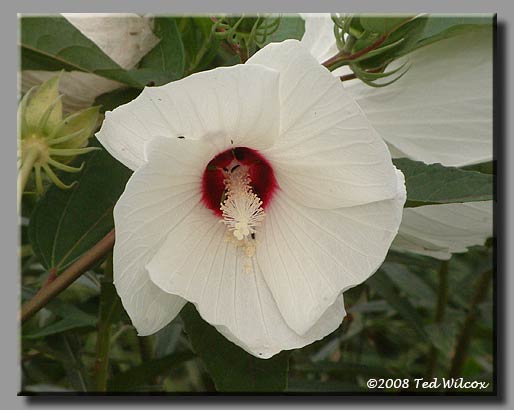 Swamp Rose Mallow (Hibiscus moscheutos)