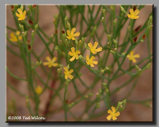 Pineweed / Orangegrass (Hypericum gentianoides)