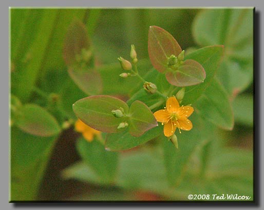 Clasping-Leaf St. Johnswort (Hypericum gymnanthum)