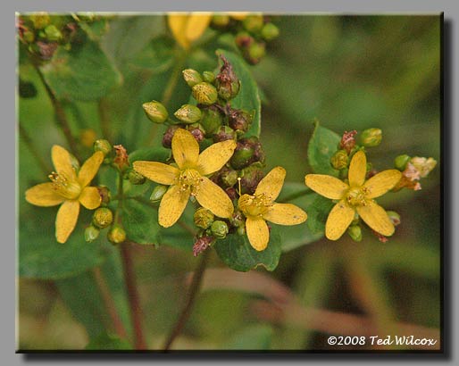 Common St. Johnswort (Hypericum perforatum)