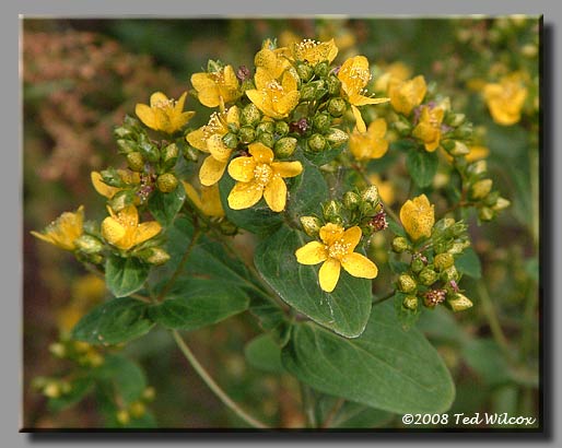 Common St. Johnswort (Hypericum perforatum)