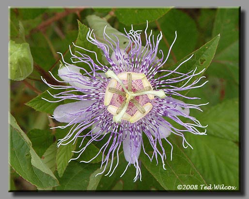 Passionflower / Maypops / Passion Vine (Passiflora incarnata)