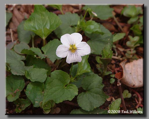 Canada Violet (Viola canadensis)