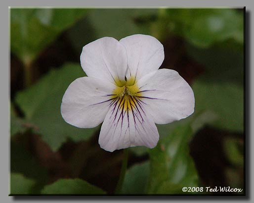 Canada Violet (Viola canadensis)