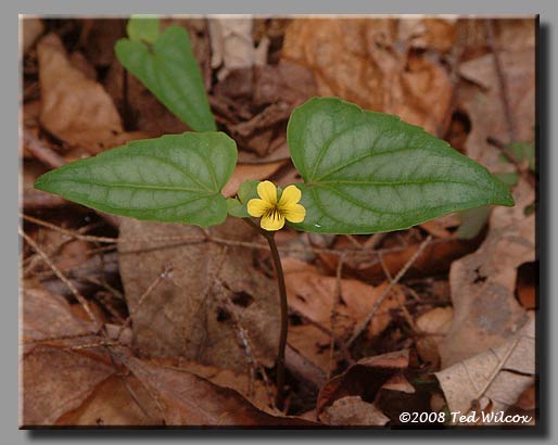 Halberdleaf Yellow Violet (Viola hastata)