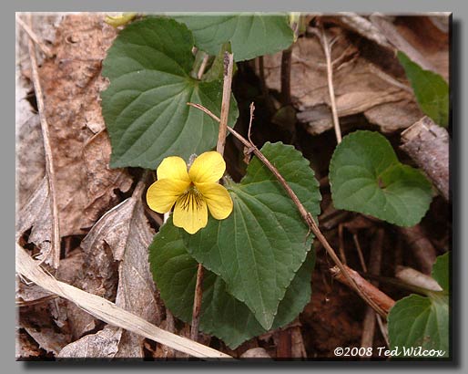 Yellow Woodland Violet (Viola pubescens)