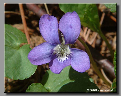 Common Blue Violet (Viola sororia)