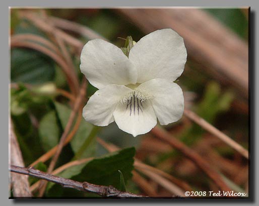 Pale Violet / Cream Violet (Viola striata)