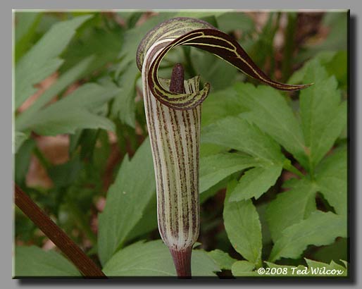 Jack-in-the-Pulpit / Indian Turnip (Arisaema triphyllum)