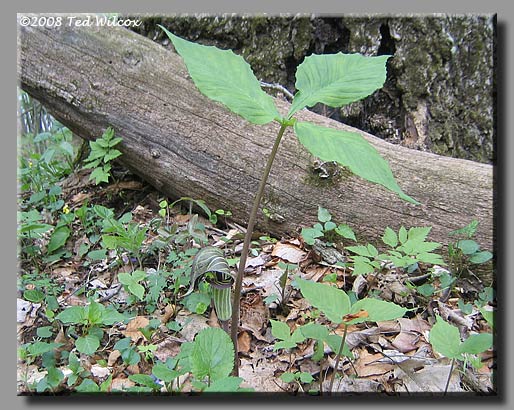 Jack-in-the-Pulpit / Indian Turnip (Arisaema triphyllum)