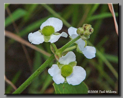 Broadleaf Arrowhead / Duck Potato (Sagittaria latifolia)
