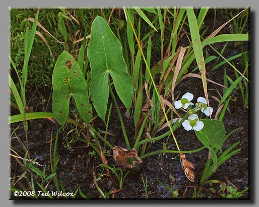 Broadleaf Arrowhead / Duck Potato (Sagittaria latifolia)