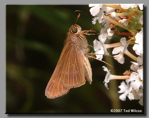 Ocola Skipper (Panoquina ocola)