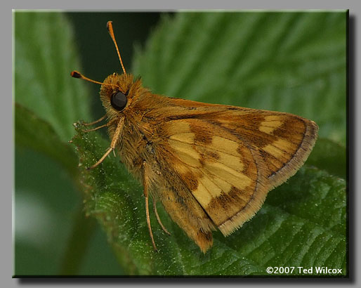 Peck's Skipper (Polites peckius)