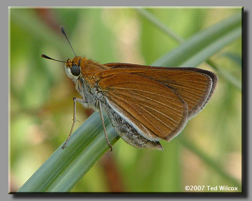 Two-spotted Skipper (Euphyes bimacula)