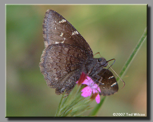 Northern Cloudywing (Thorybes pylades)