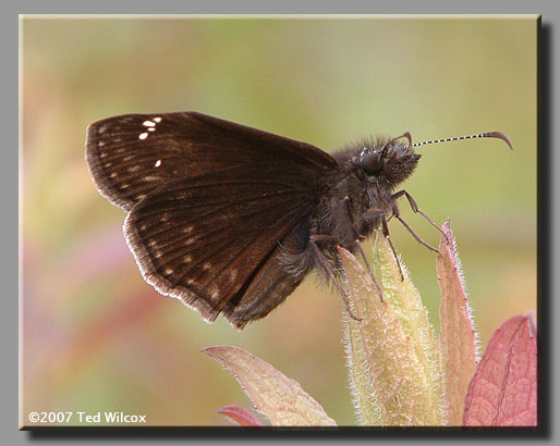 Wild Indigo Duskywing (Erynnis baptisiae)