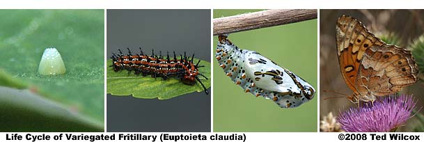 Life Cycle of Variegated Fritillary